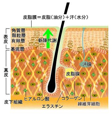 皮膚の構造図