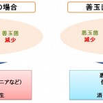 善玉菌と悪玉菌の働き
