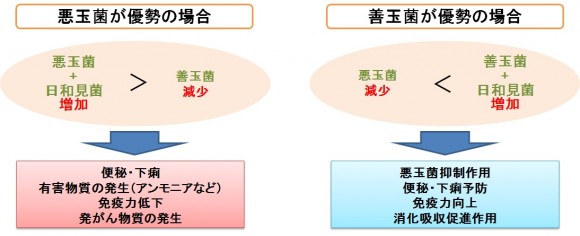 善玉菌と悪玉菌の働き