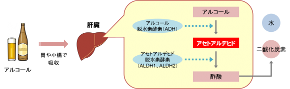 アルコールの代謝しくみ　図